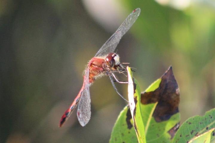 Photo of White-faced Meadowhawk