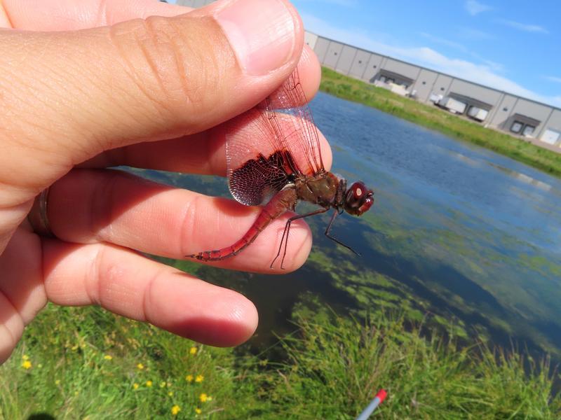 Photo of Red Saddlebags