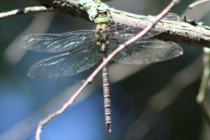 Photo of Shadow Darner