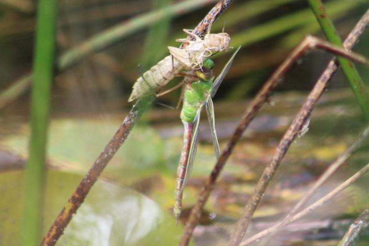 Photo of Common Green Darner