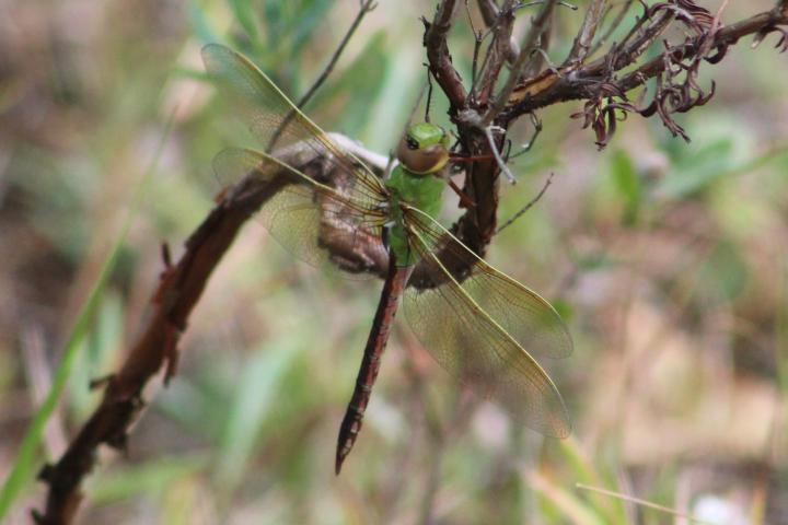 Photo of Common Green Darner