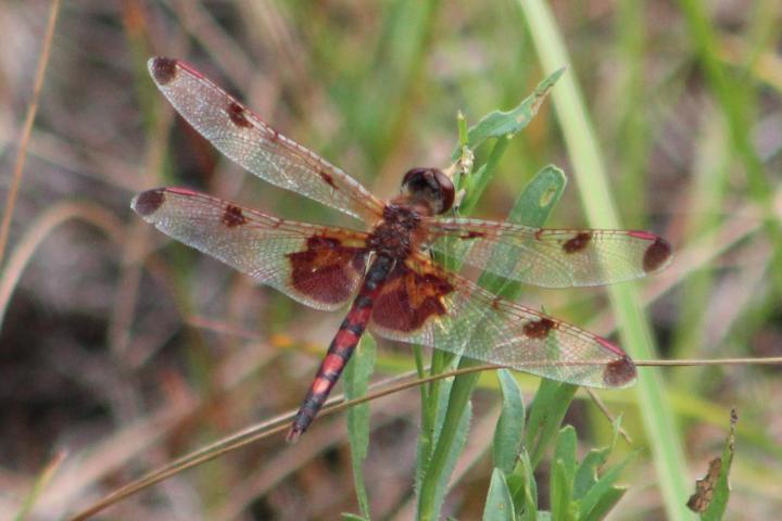 Photo of Calico Pennant