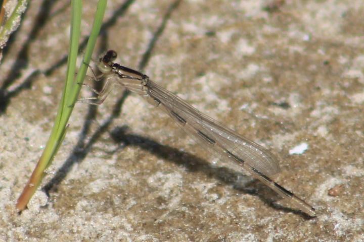 Photo of Tule Bluet