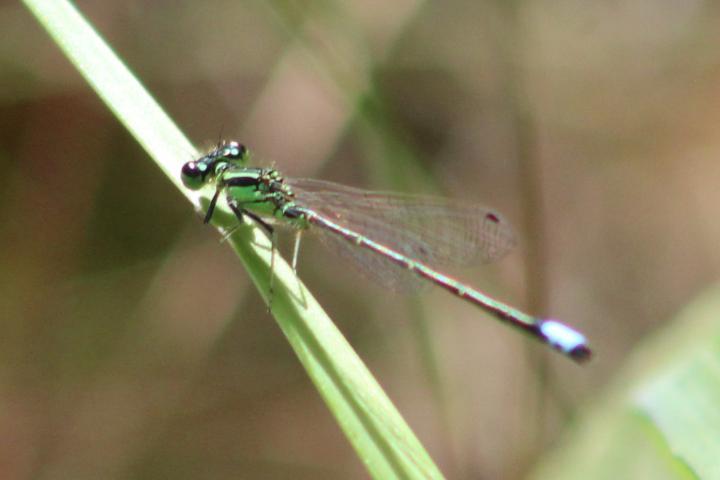 Photo of Eastern Forktail