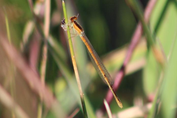 Photo of Citrine Forktail