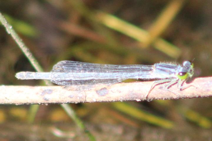 Photo of Eastern Forktail