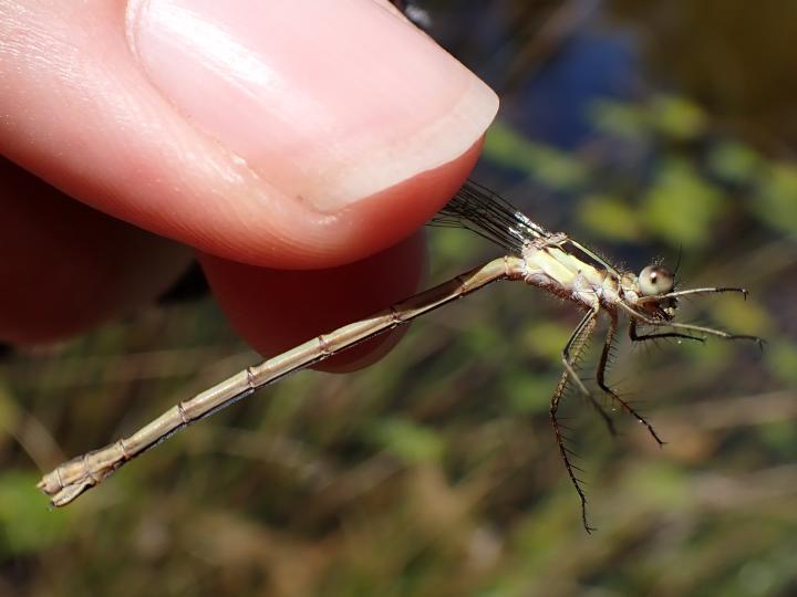 Photo of Northern Spreadwing