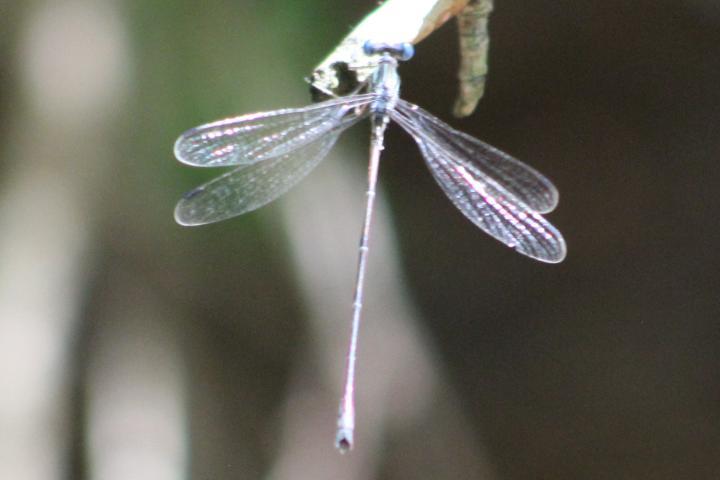 Photo of Slender Spreadwing