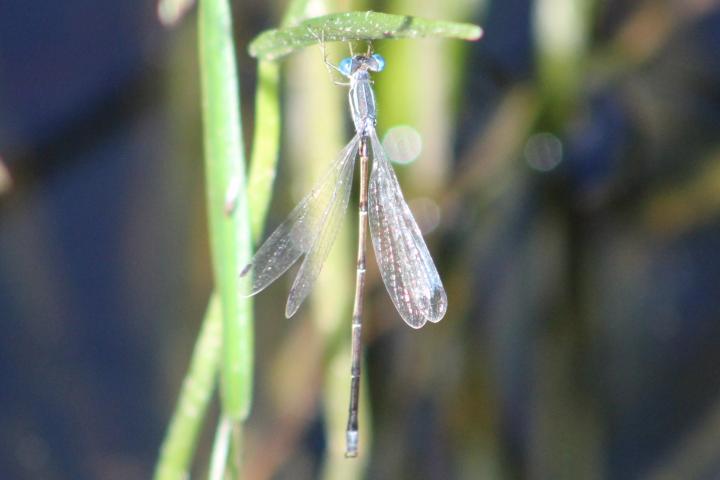 Photo of Slender Spreadwing