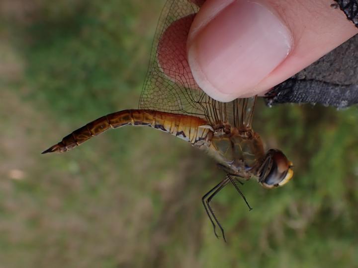 Photo of Wandering Glider