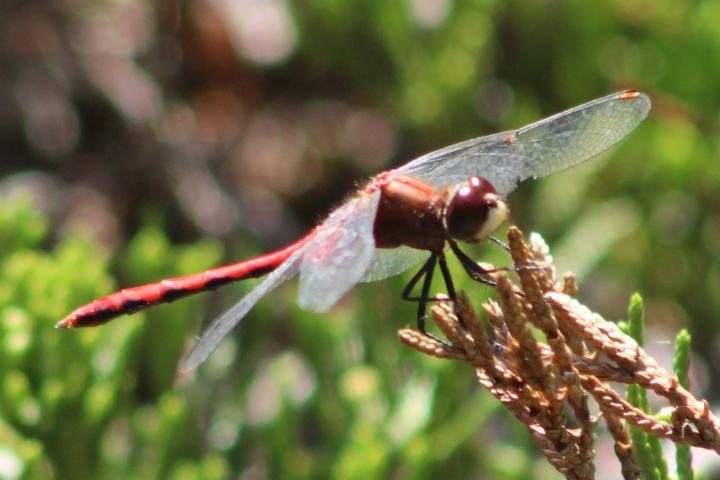 Photo of White-faced Meadowhawk