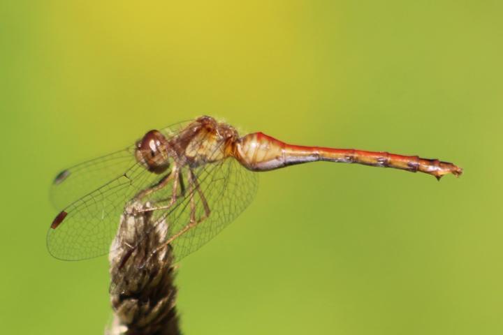 Photo of Autumn Meadowhawk