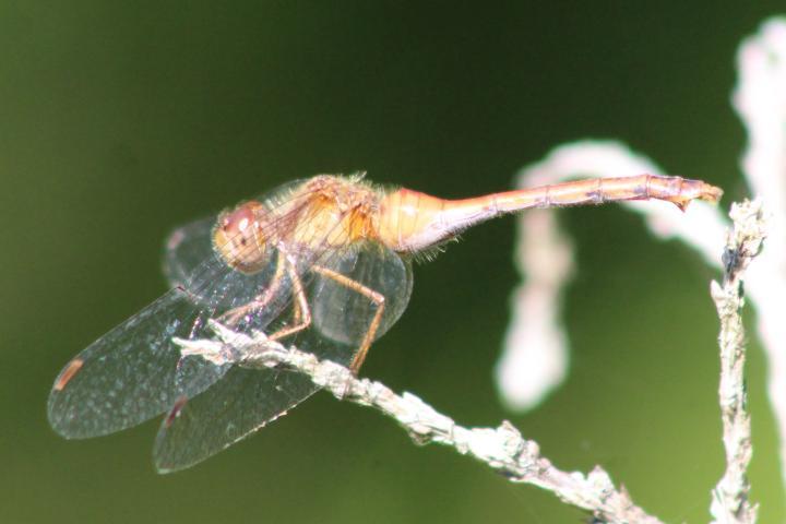 Photo of Autumn Meadowhawk