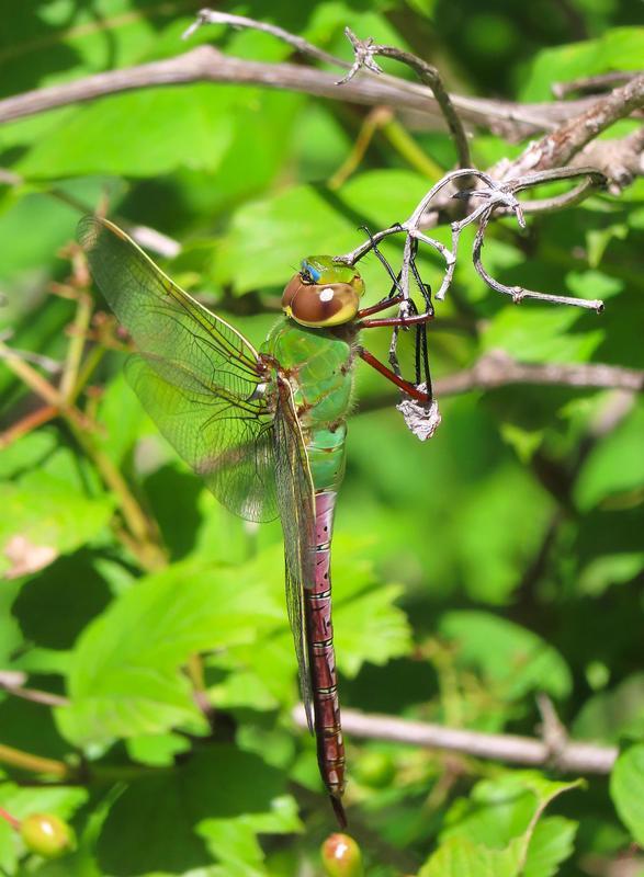 Photo of Common Green Darner
