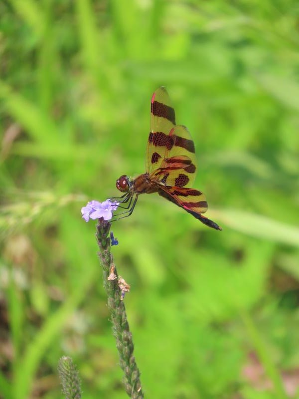 Photo of Halloween Pennant