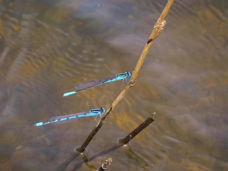 Photo of Familiar Bluet