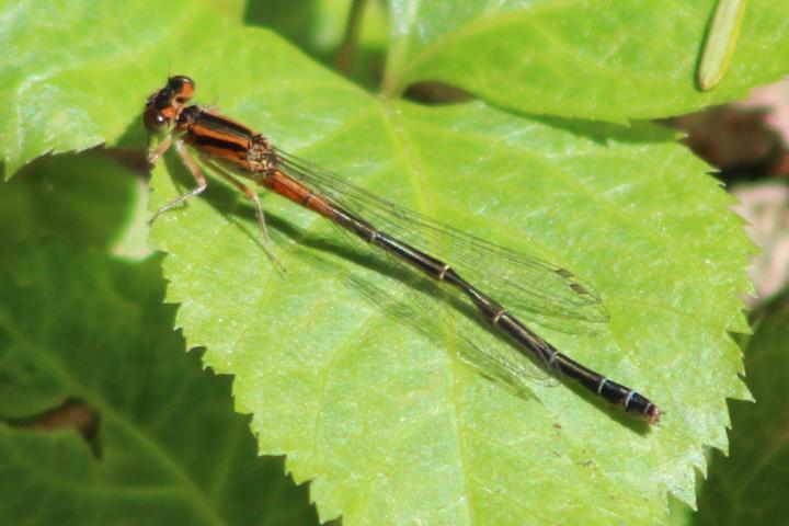 Photo of Eastern Forktail