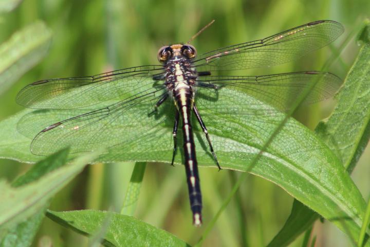 Photo of Ashy Clubtail