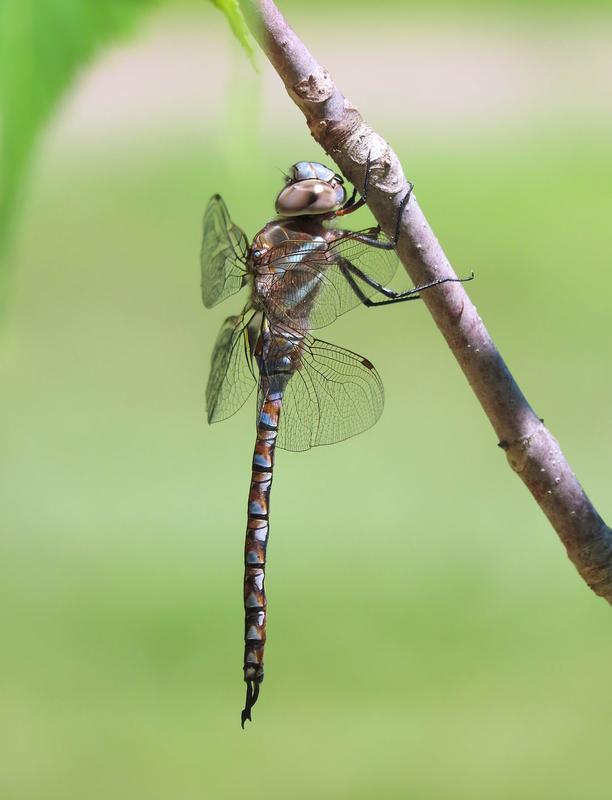 Photo of Blue-eyed Darner