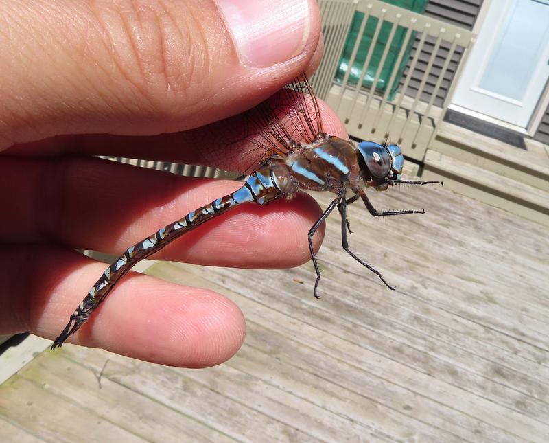 Photo of Blue-eyed Darner