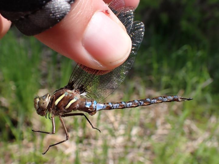 Photo of Springtime Darner
