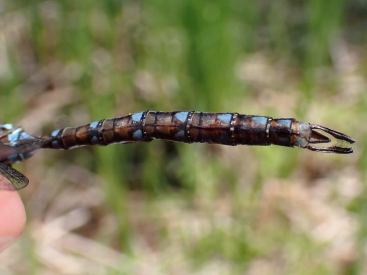Photo of Springtime Darner