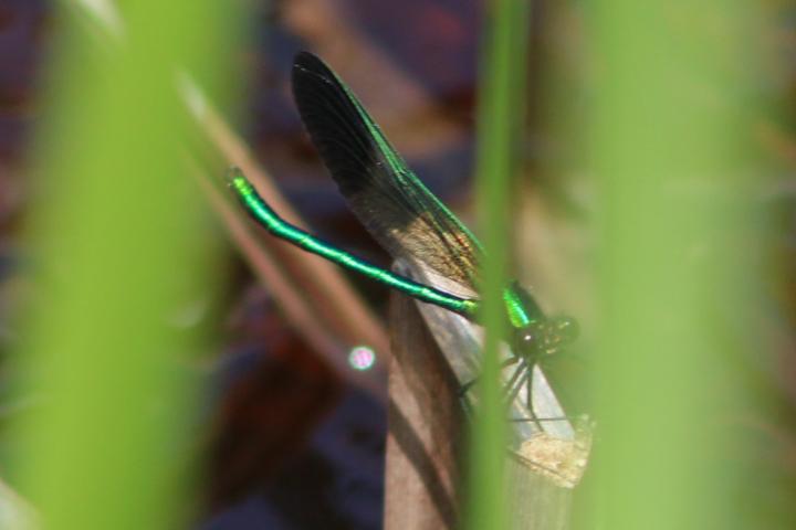 Photo of River Jewelwing
