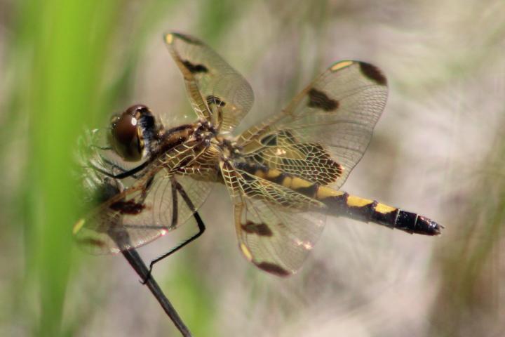 Photo of Calico Pennant