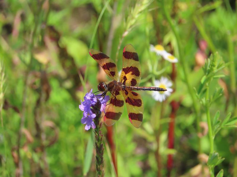 Photo of Halloween Pennant