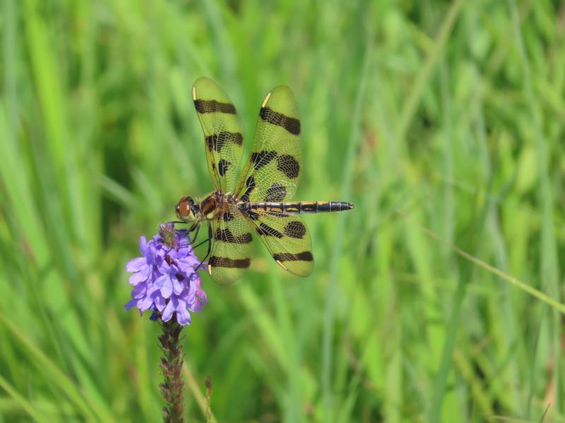 Photo of Halloween Pennant