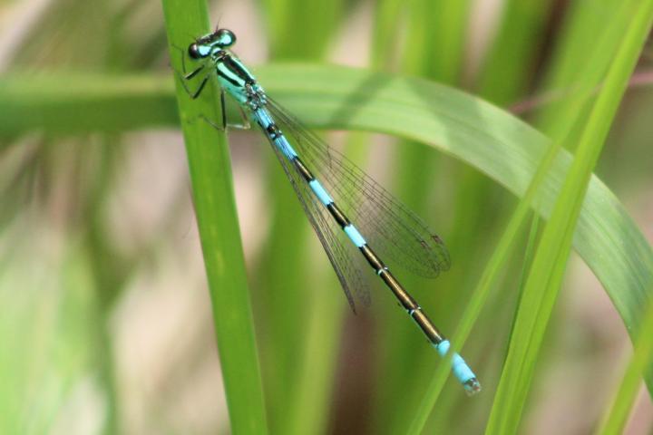 Photo of Taiga Bluet