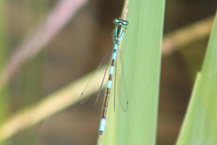 Photo of Taiga Bluet