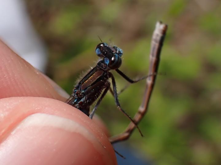 Photo of Boreal Bluet
