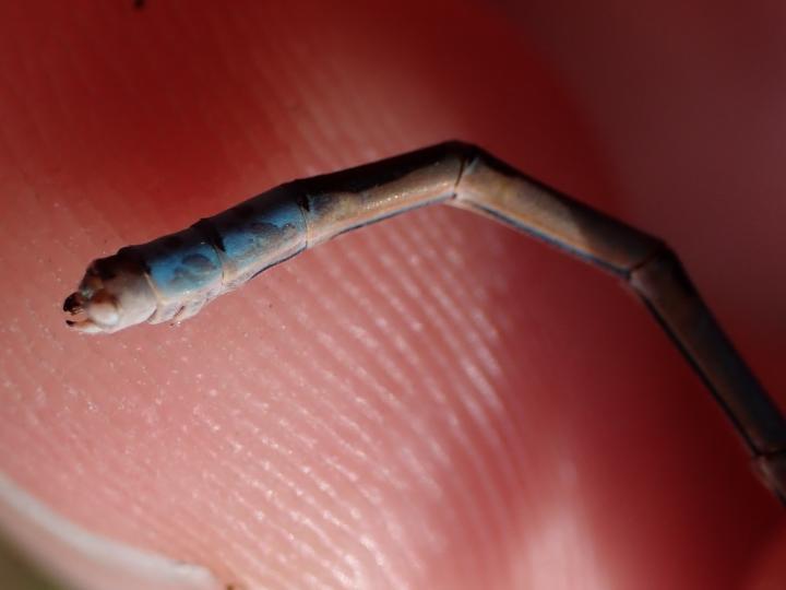 Photo of Boreal Bluet