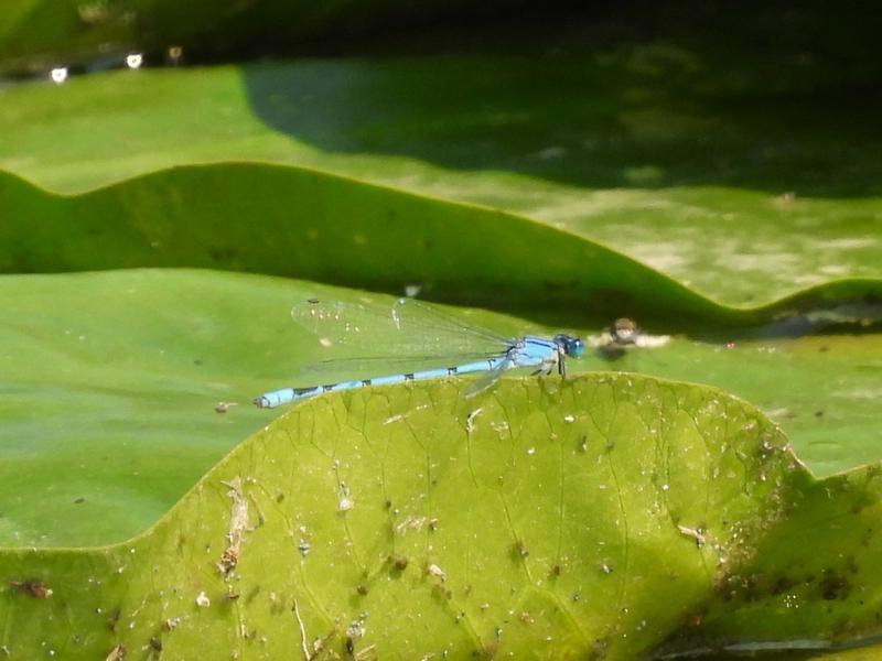 Photo of Familiar Bluet