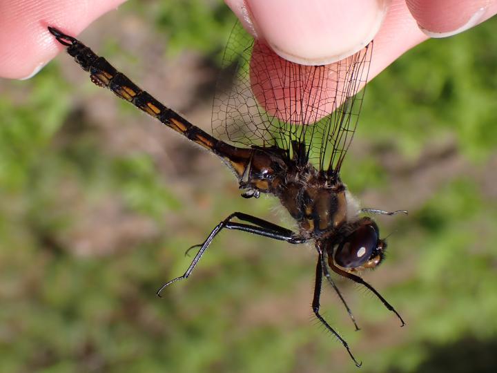 Photo of Spiny Baskettail