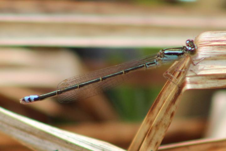 Photo of Eastern Forktail