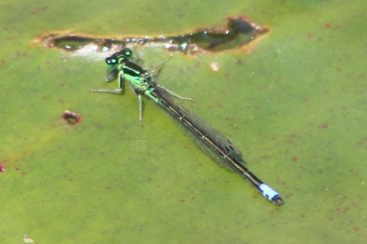 Photo of Eastern Forktail