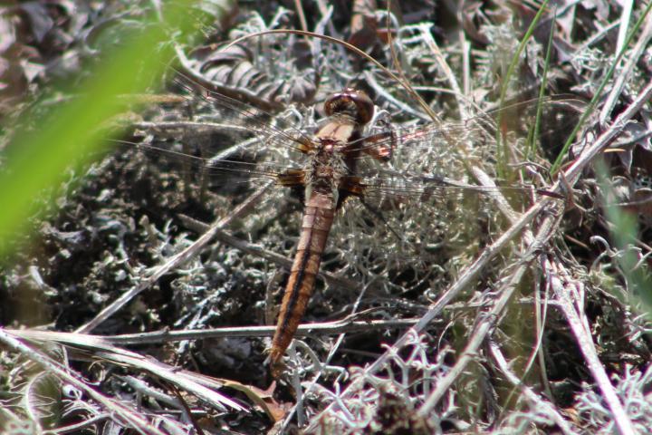 Photo of Chalk-fronted Corporal