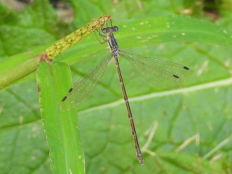 Photo of Slender Spreadwing