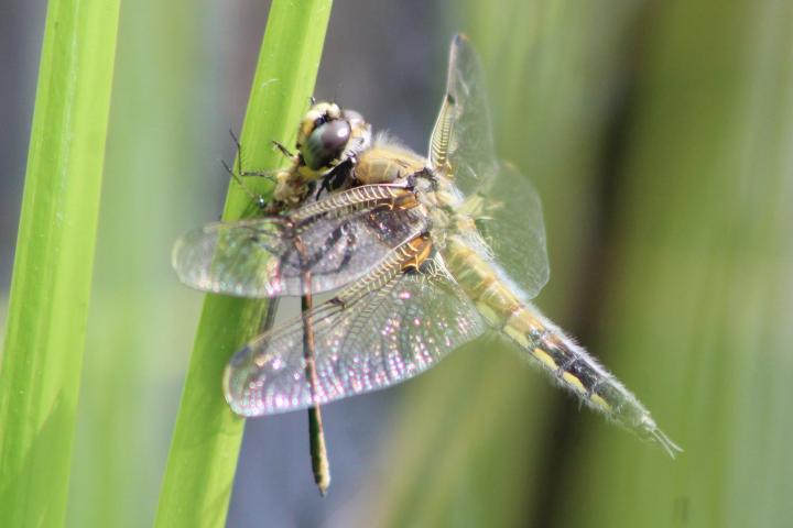 Photo of Four-spotted Skimmer