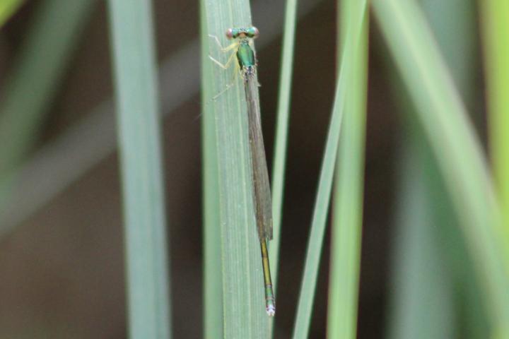 Photo of Sedge Sprite