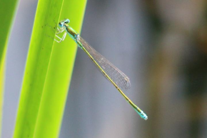 Photo of Sedge Sprite