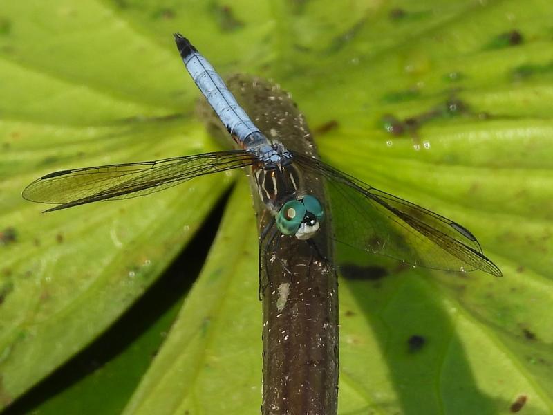 Photo of Blue Dasher