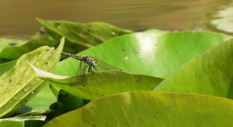 Photo of Blue Dasher
