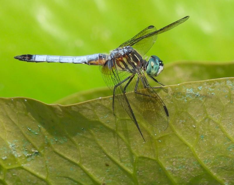 Photo of Blue Dasher