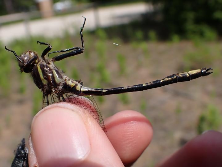 Photo of Dusky Clubtail