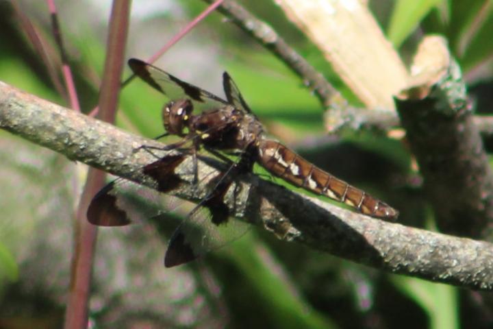 Photo of Common Whitetail