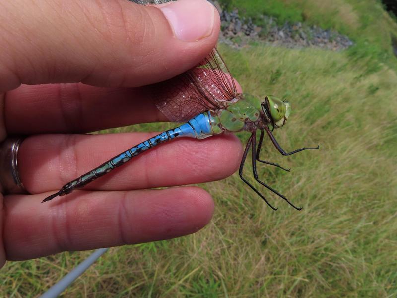 Photo of Common Green Darner