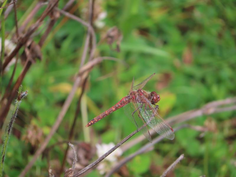 Photo of Variegated Meadowhawk